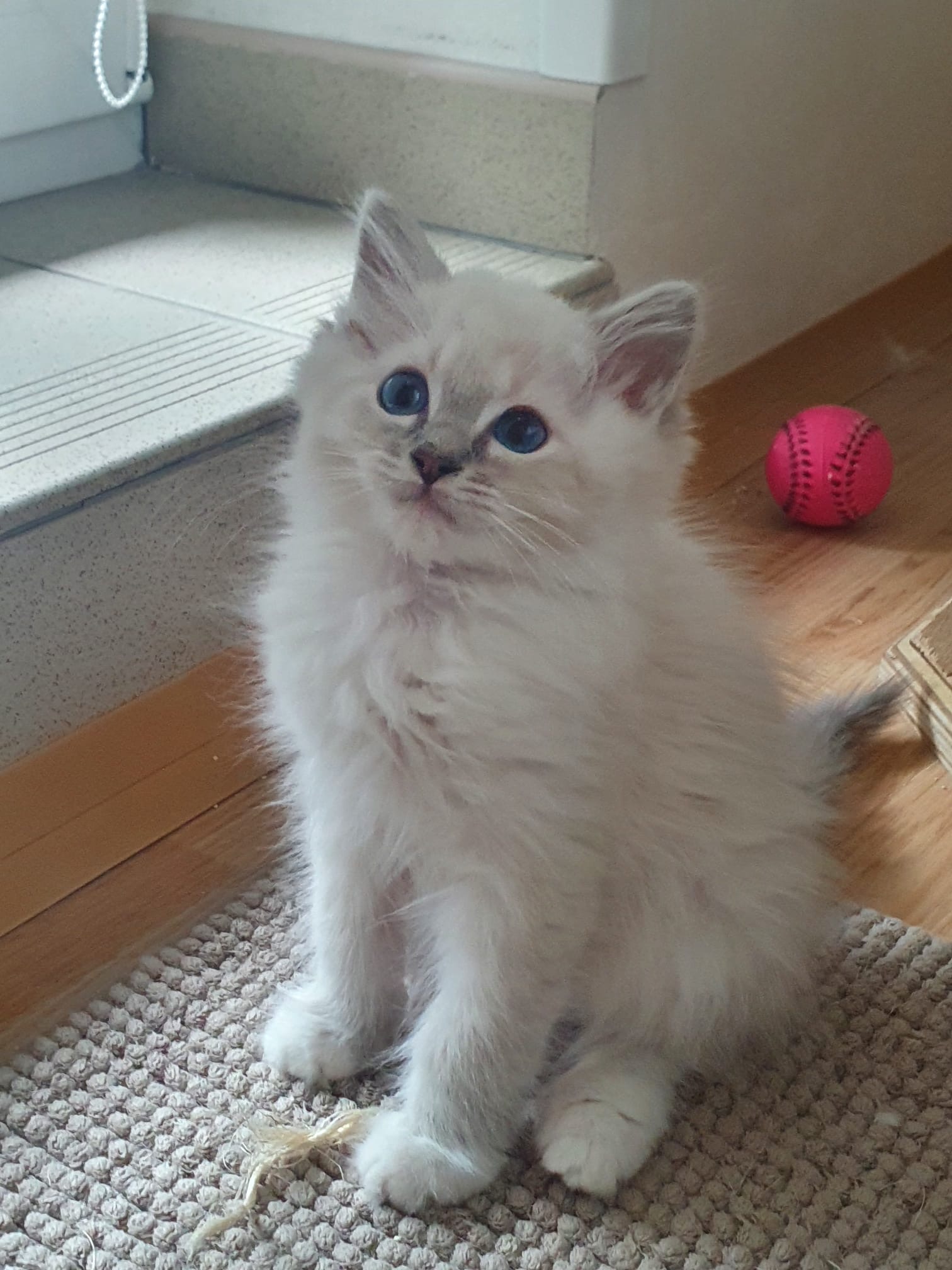 Naši odchovanci - Ragdoll koťata