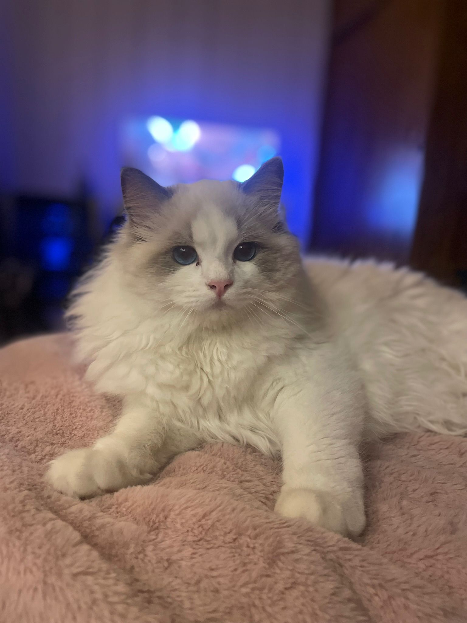 Naši odchovanci - Ragdoll koťata