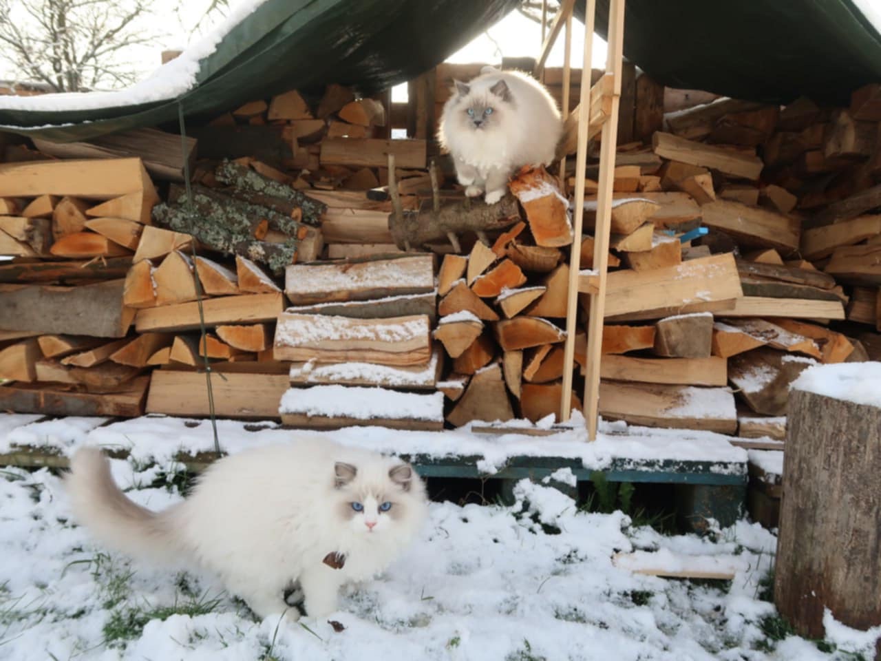 Naši odchovanci - Ragdoll koťata