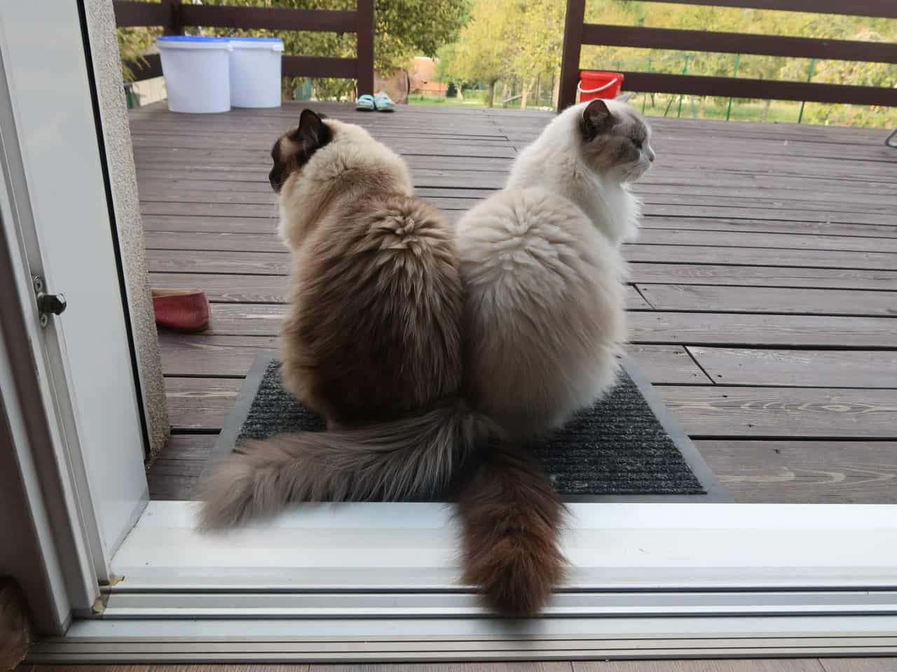 Naši odchovanci - Ragdoll koťata