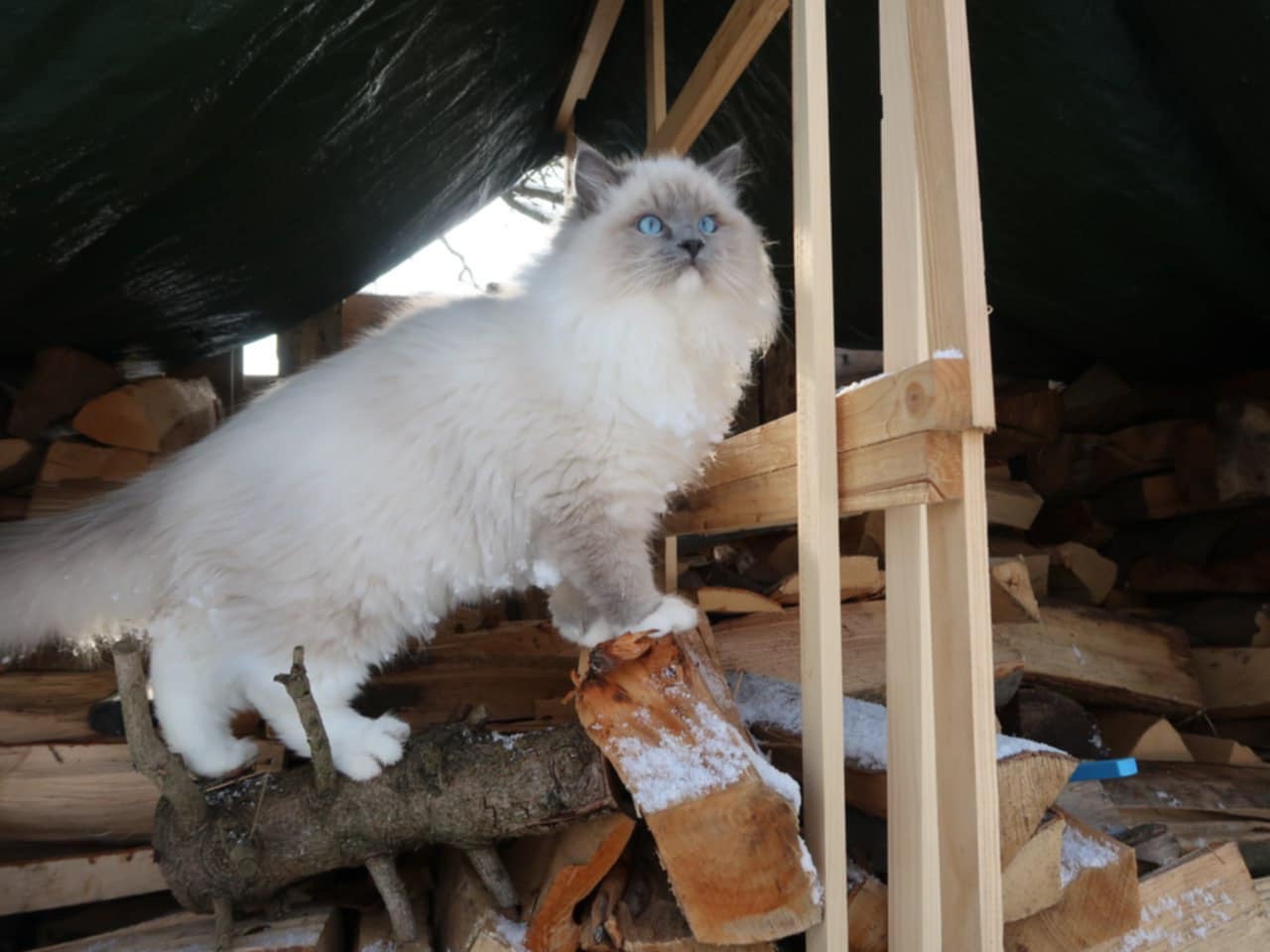 Naši odchovanci - Ragdoll koťata