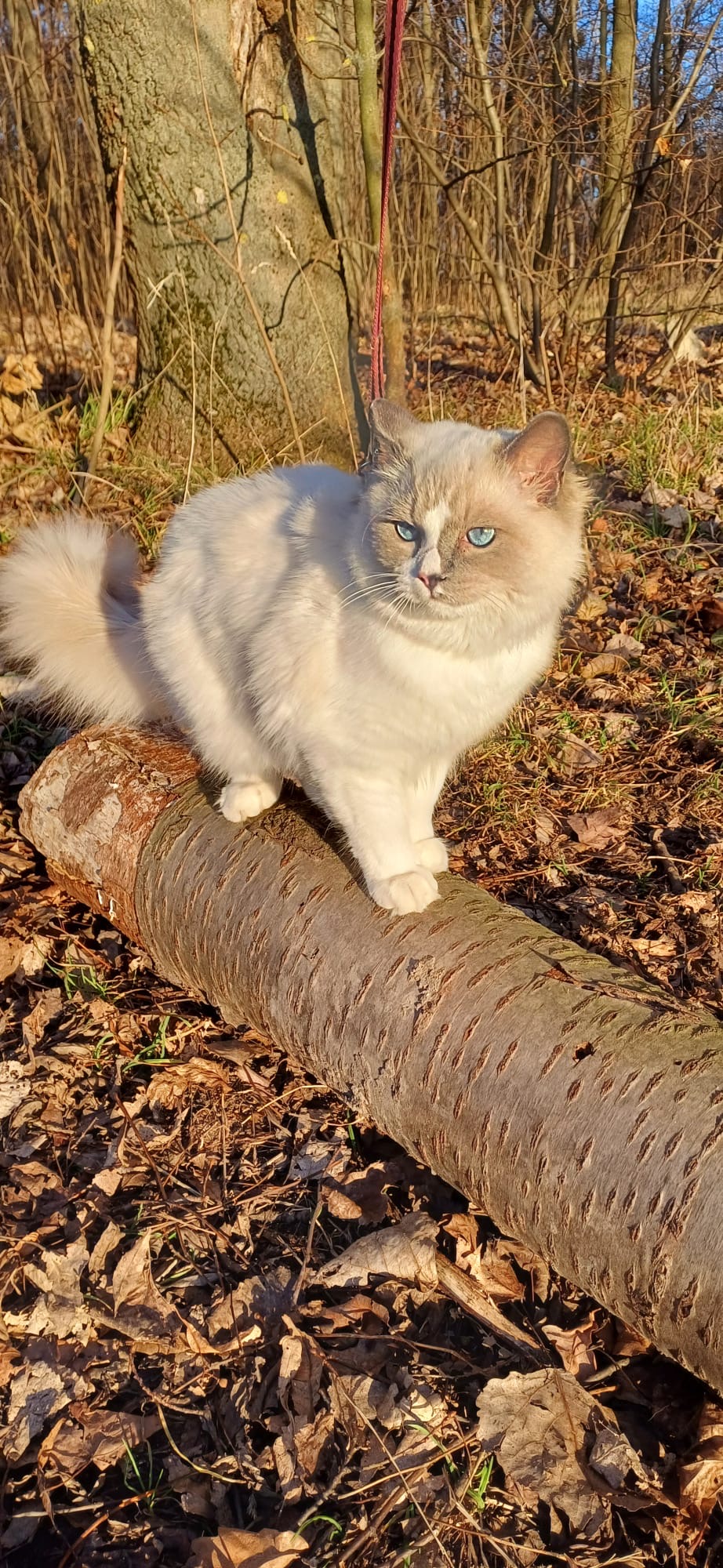 Naši odchovanci - Ragdoll koťata