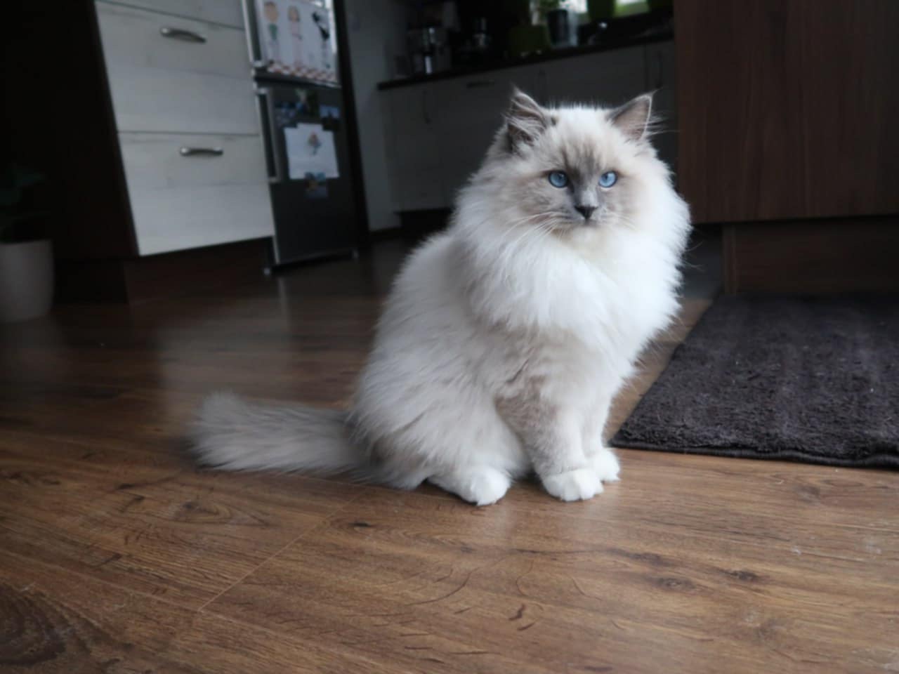 Naši odchovanci - Ragdoll koťata