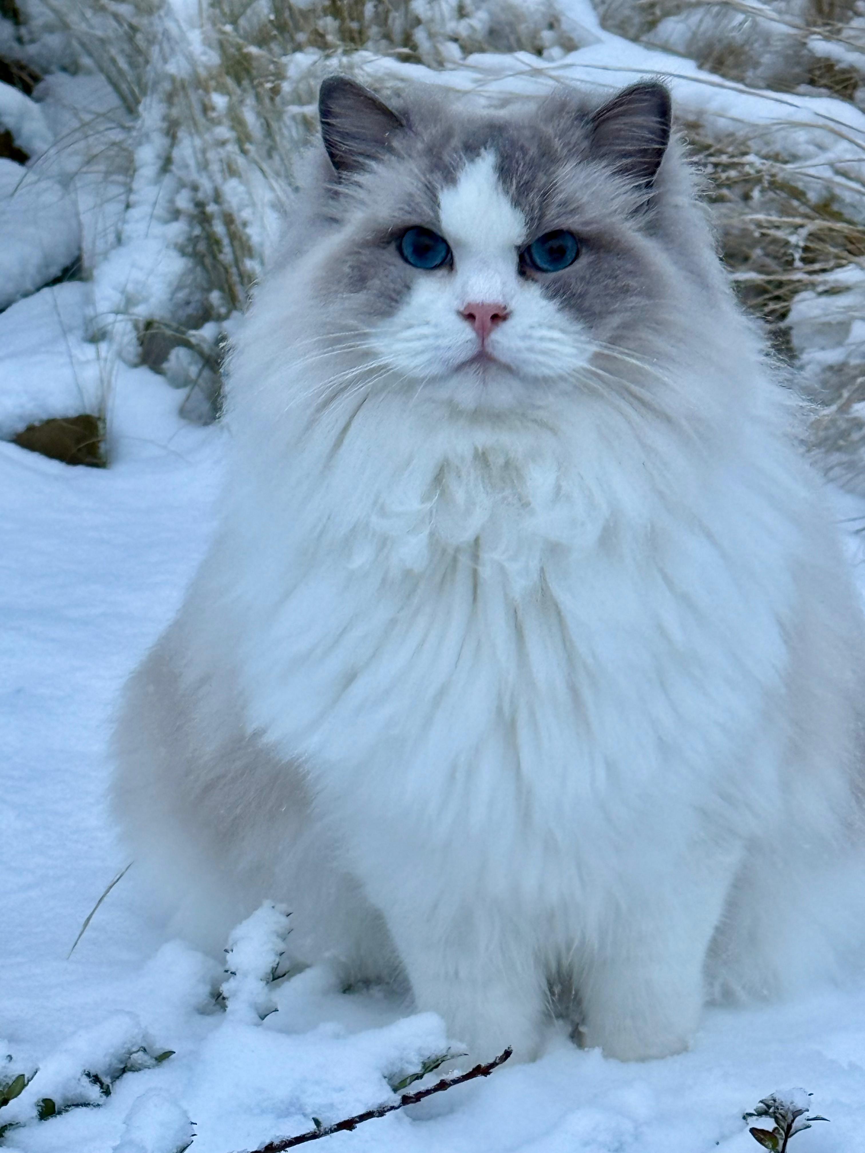 Naši odchovanci - Ragdoll koťata