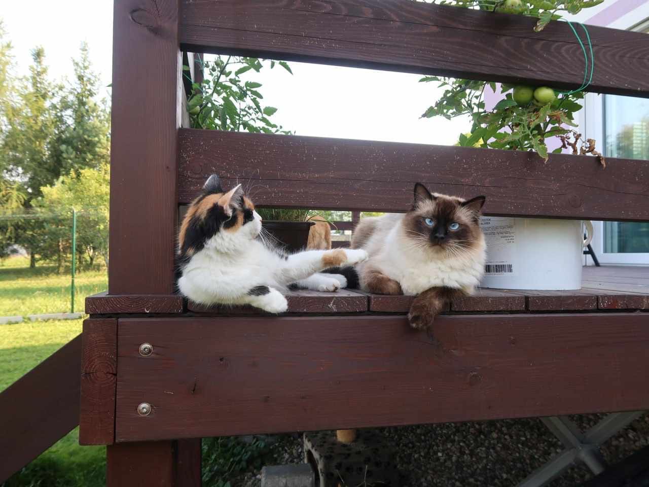 Naši odchovanci - Ragdoll koťata