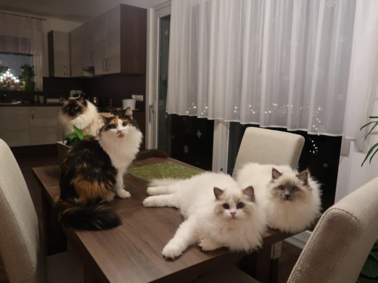 Naši odchovanci - Ragdoll koťata