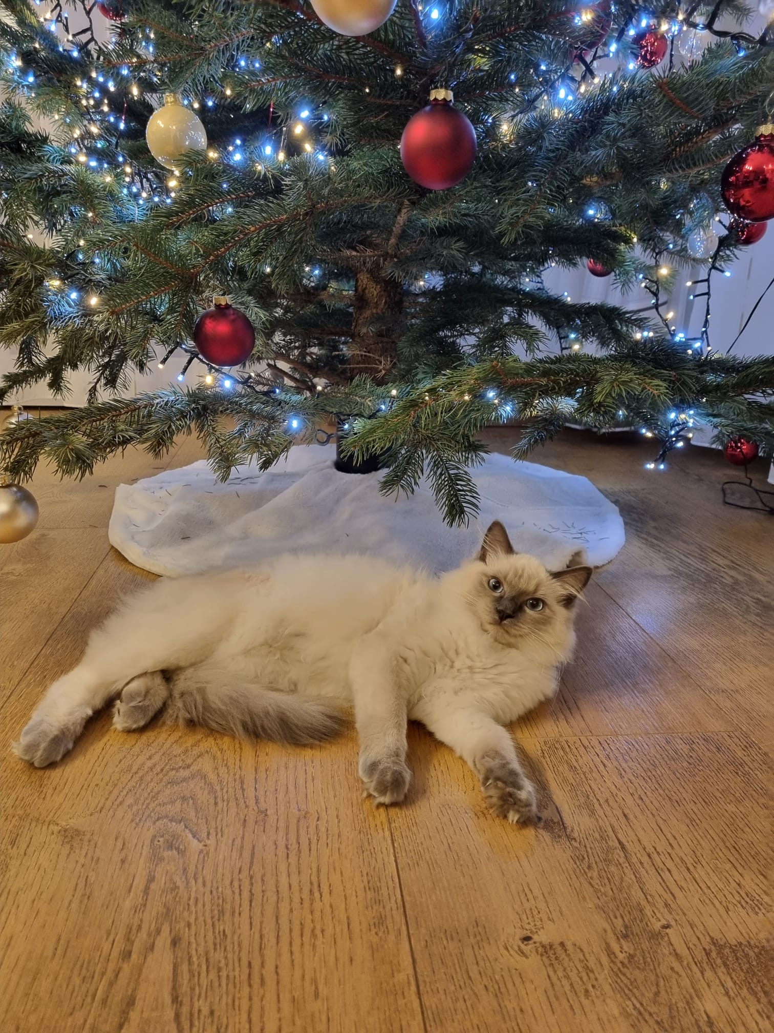 Naši odchovanci - Ragdoll koťata