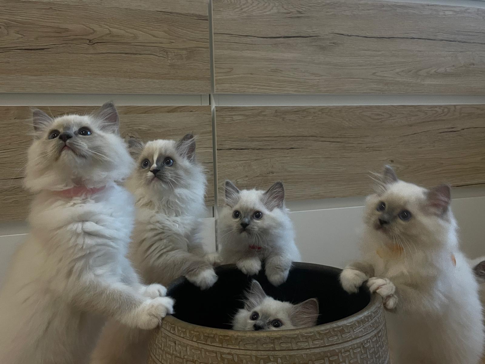 Naši odchovanci - Ragdoll koťata