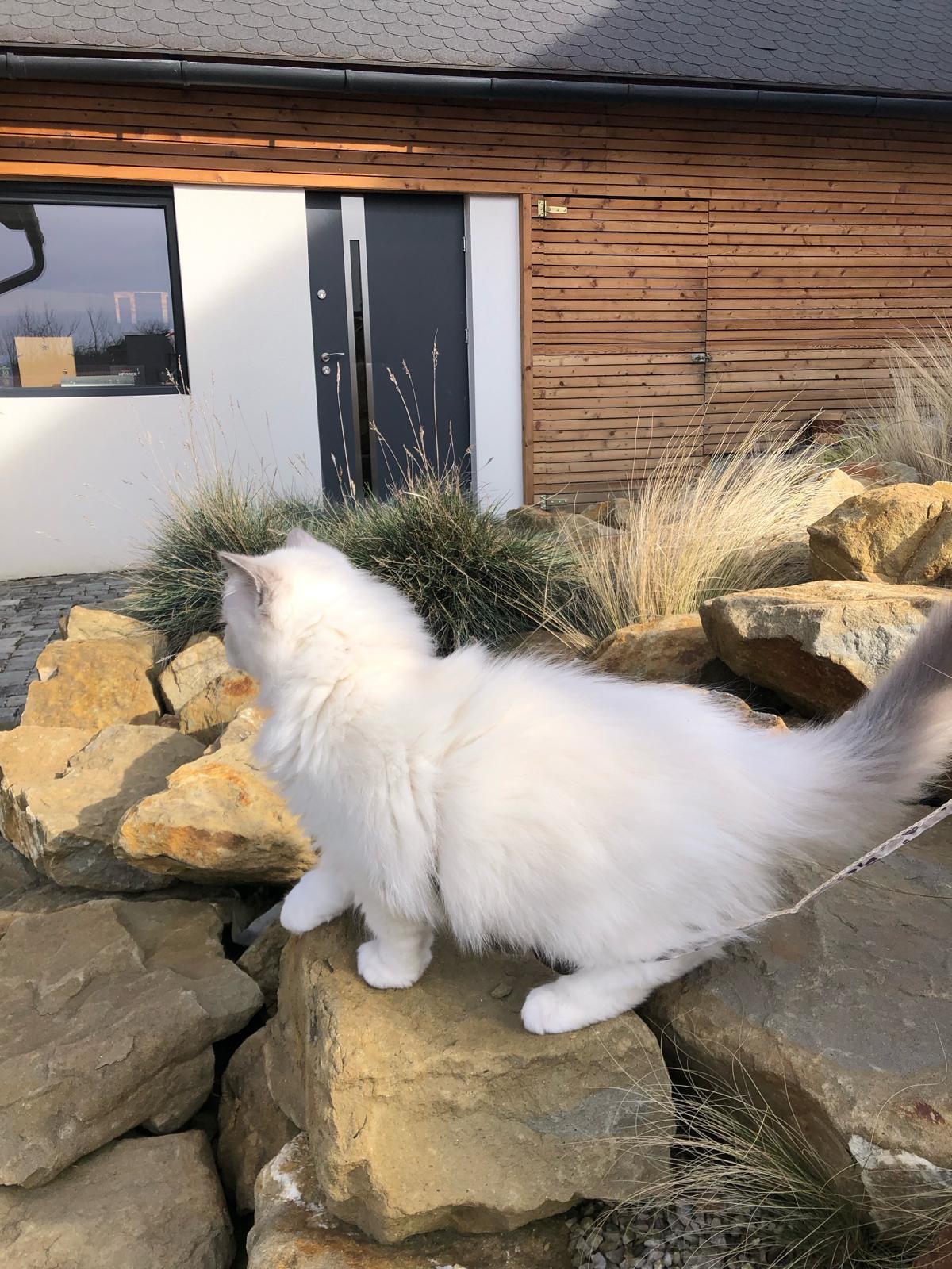 Naši odchovanci - Ragdoll koťata