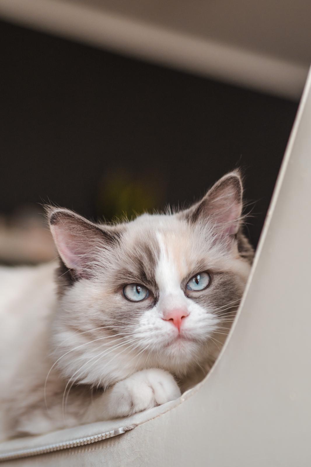 Naši odchovanci - Ragdoll koťata