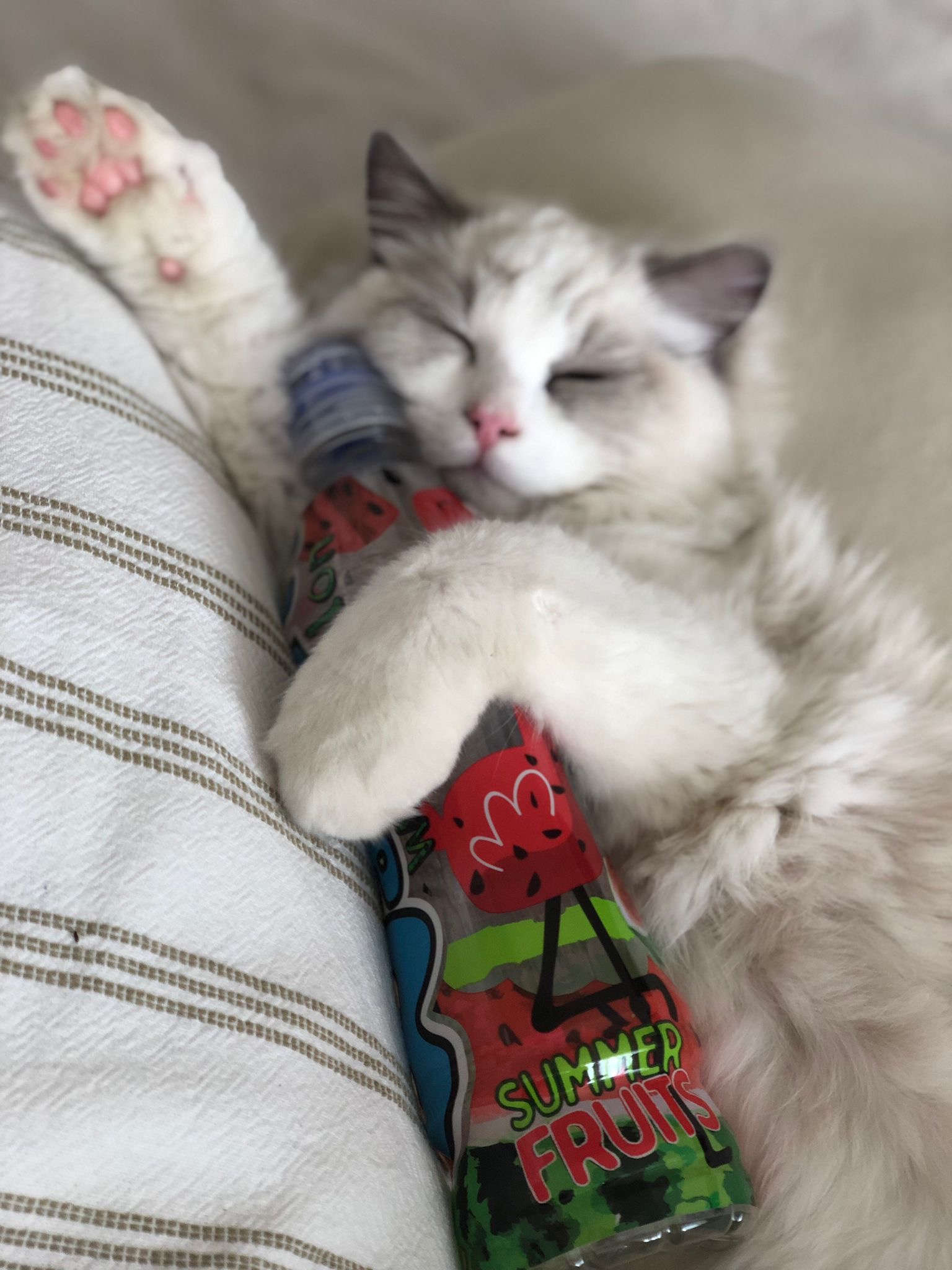 Naši odchovanci - Ragdoll koťata