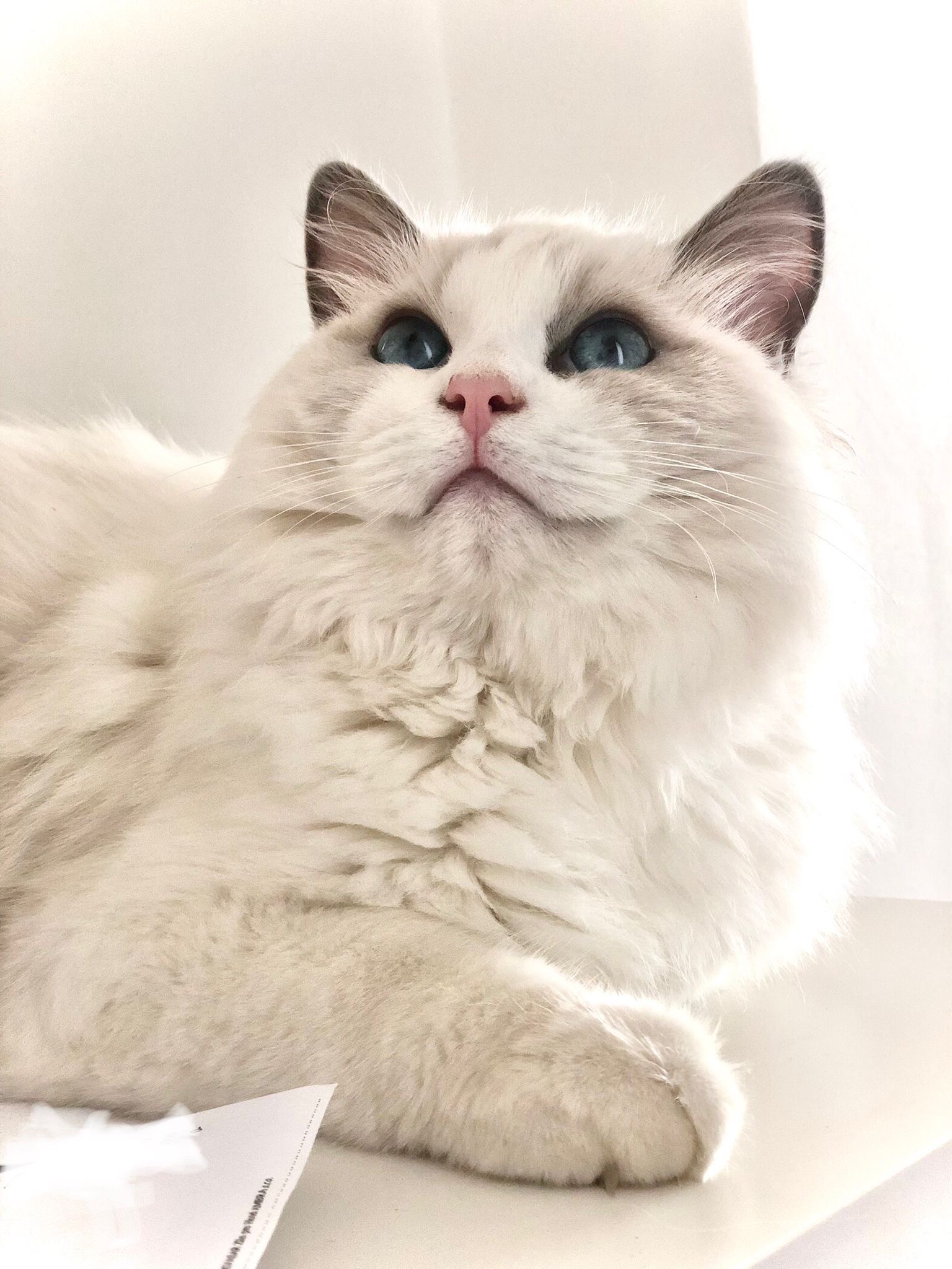 Naši odchovanci - Ragdoll koťata