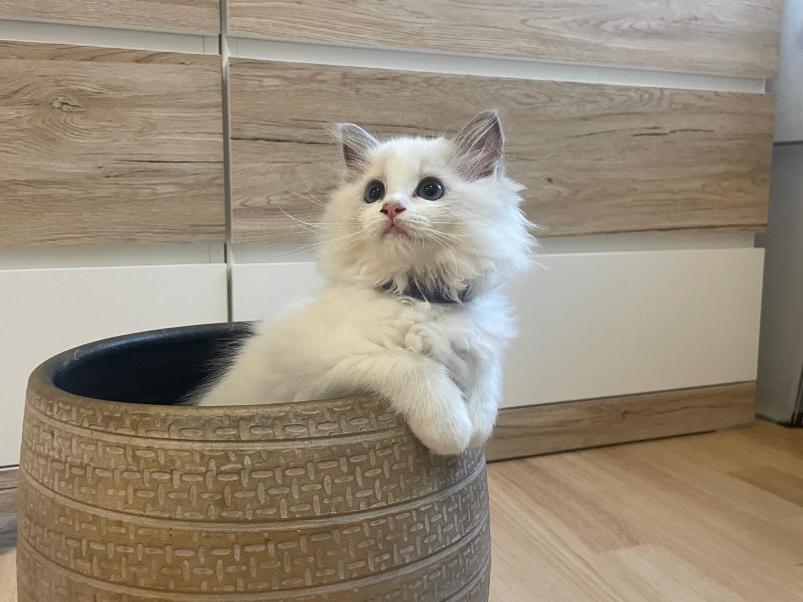 Naši odchovanci - Ragdoll koťata
