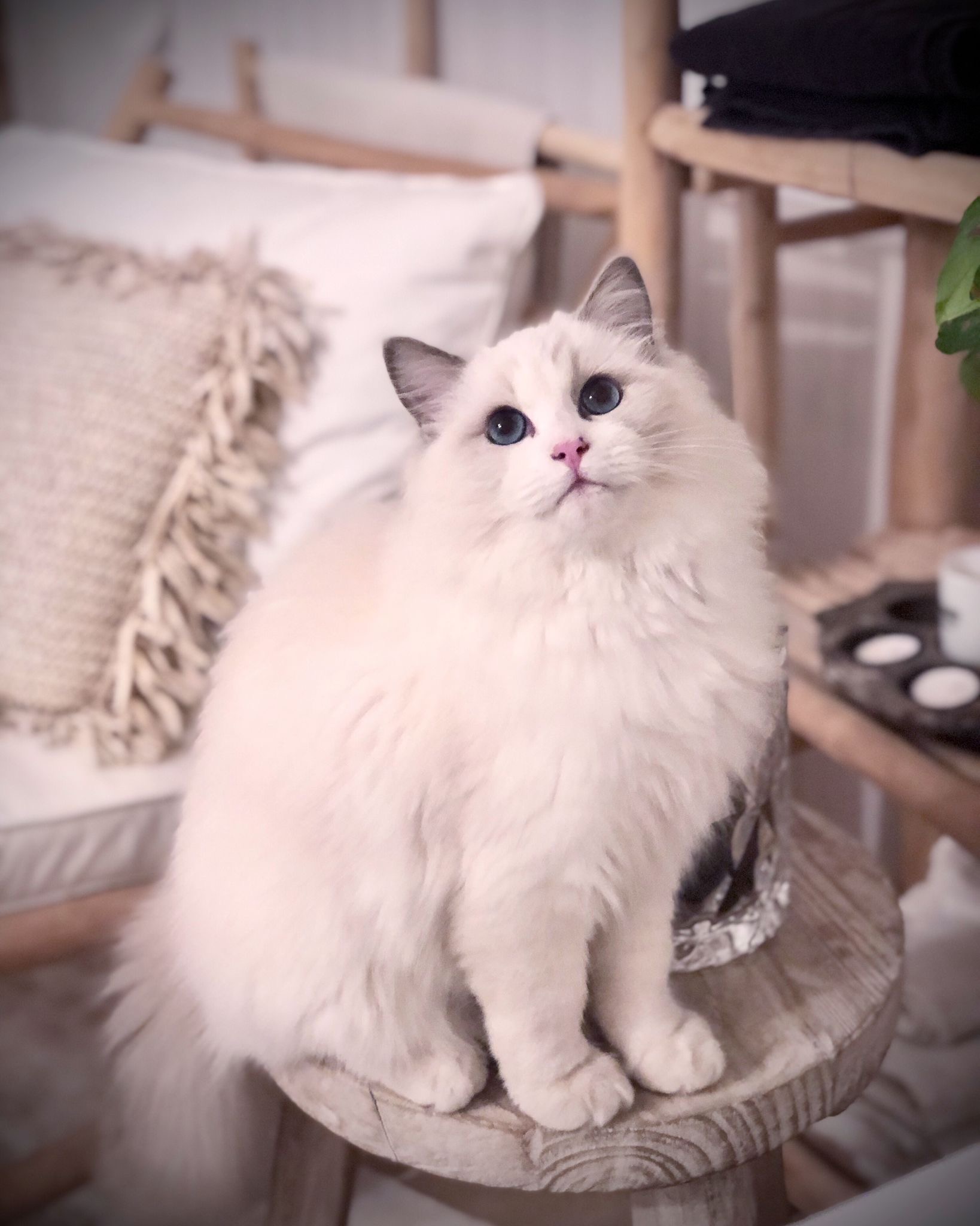 Naši odchovanci - Ragdoll koťata