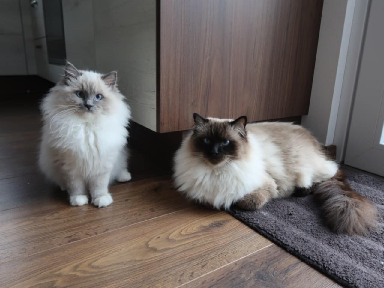 Naši odchovanci - Ragdoll koťata