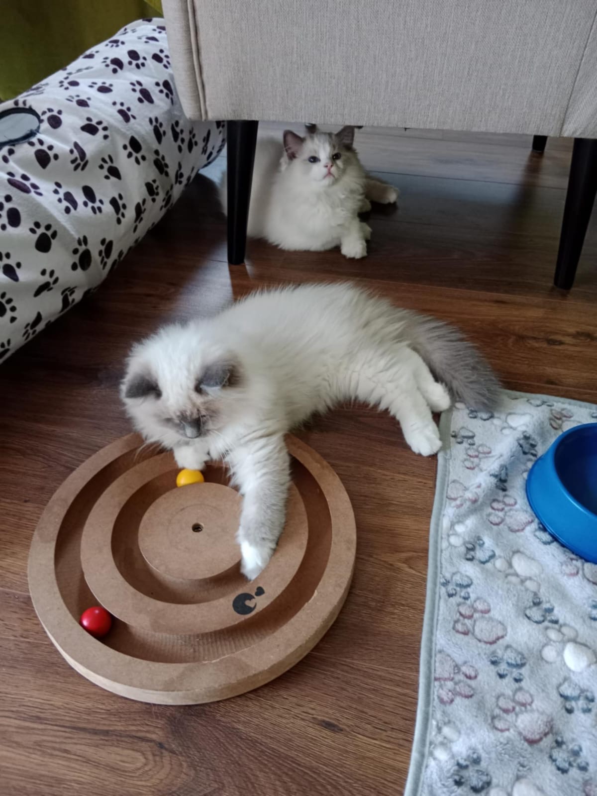 Naši odchovanci - Ragdoll koťata