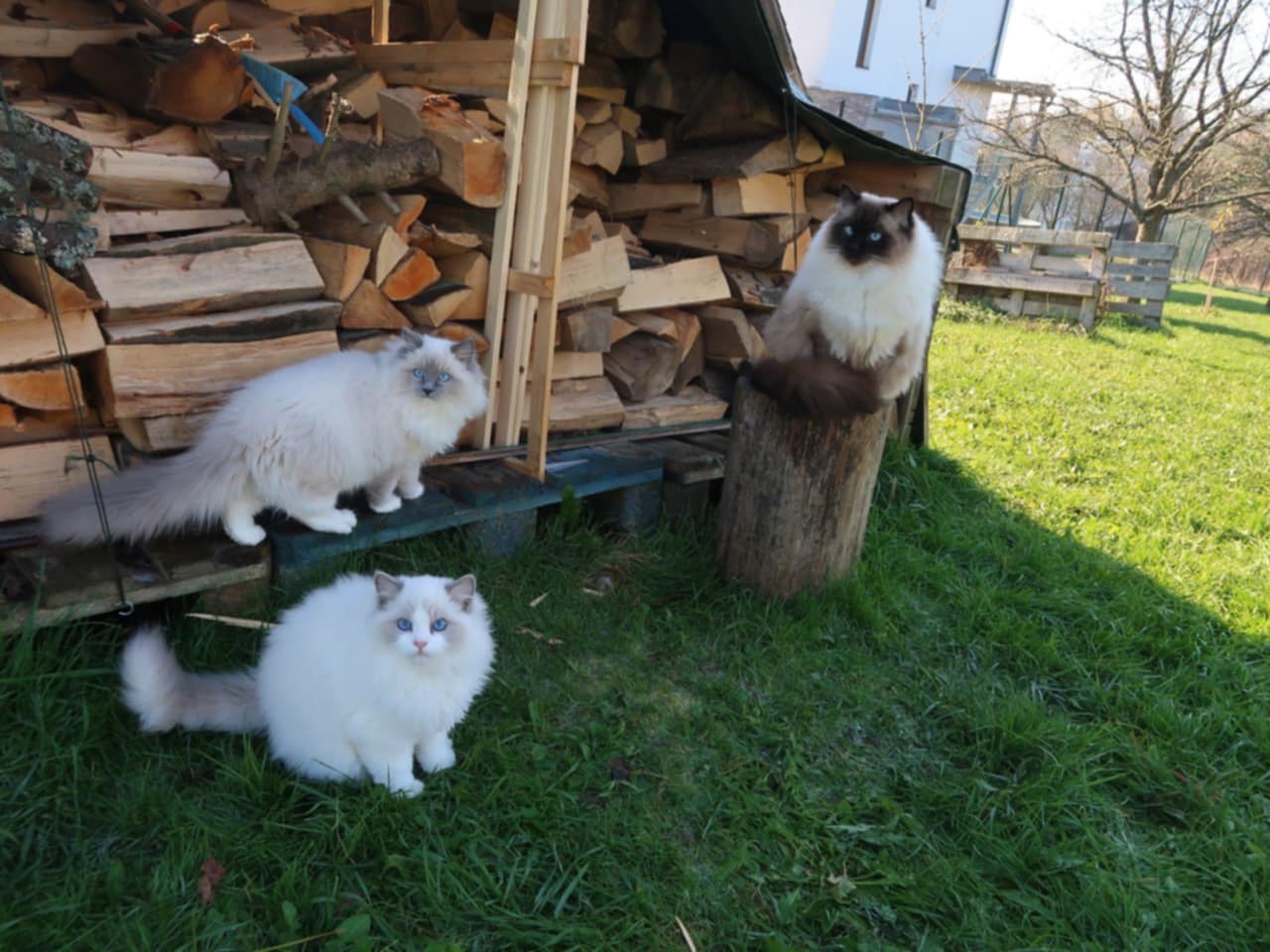 Naši odchovanci - Ragdoll koťata