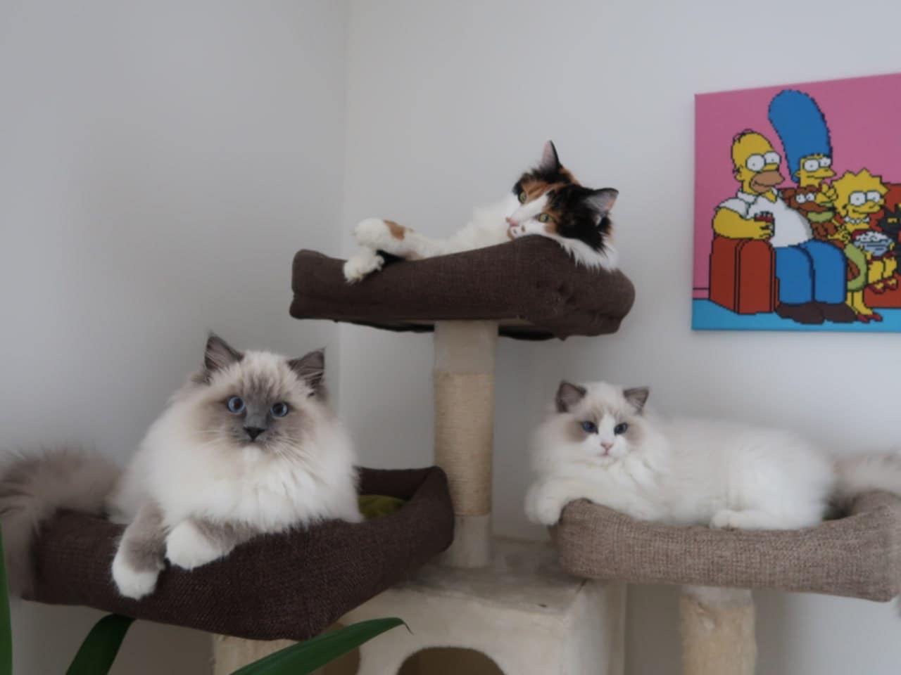 Naši odchovanci - Ragdoll koťata