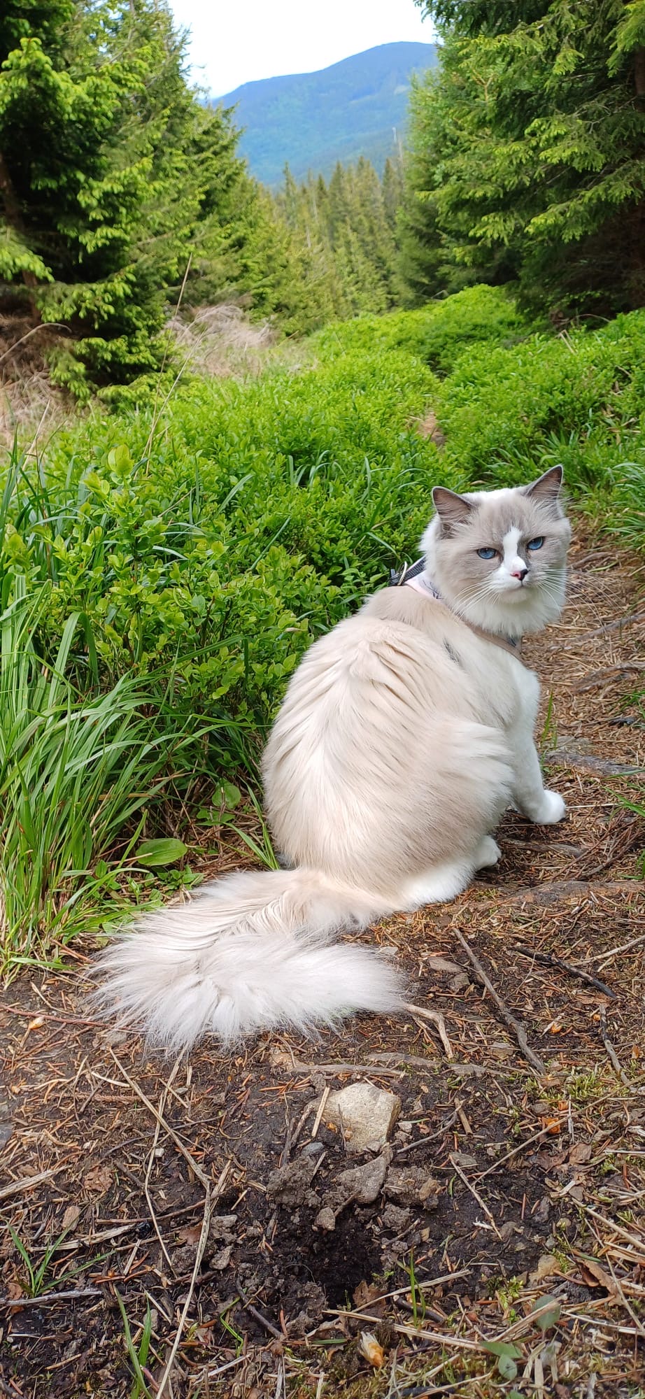 Naši odchovanci - Ragdoll koťata