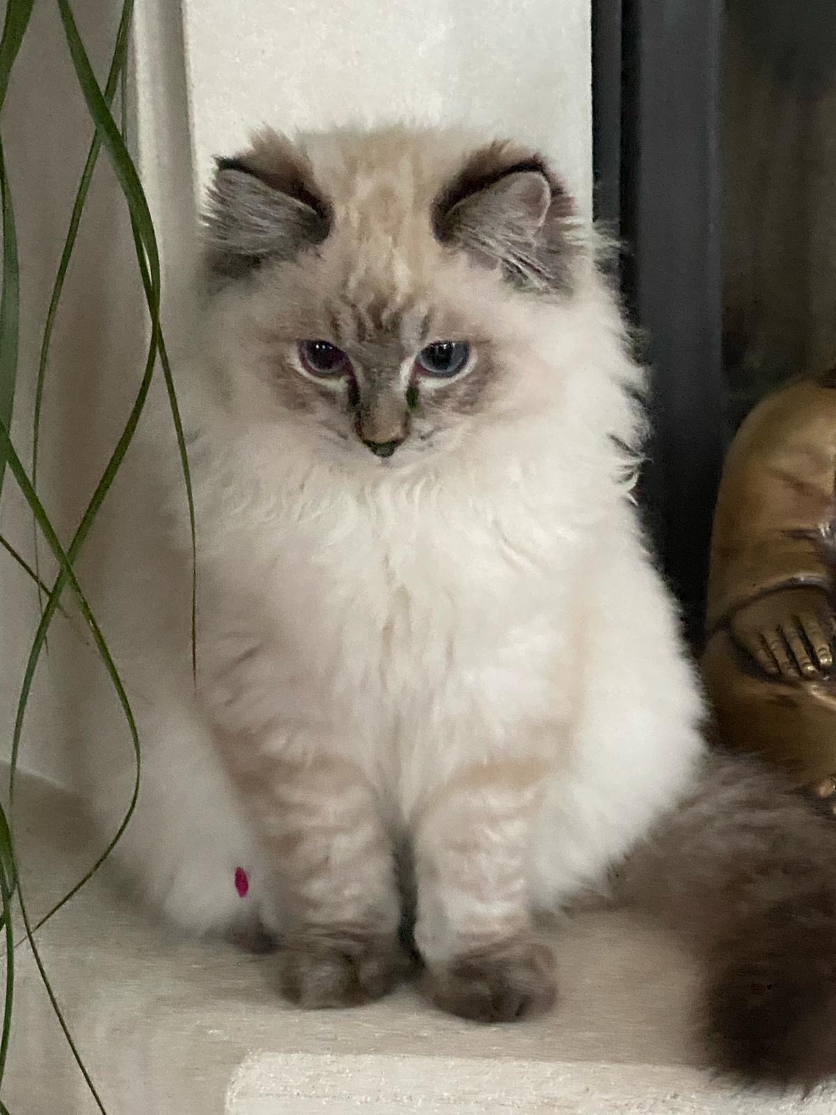 Naši odchovanci - Ragdoll koťata