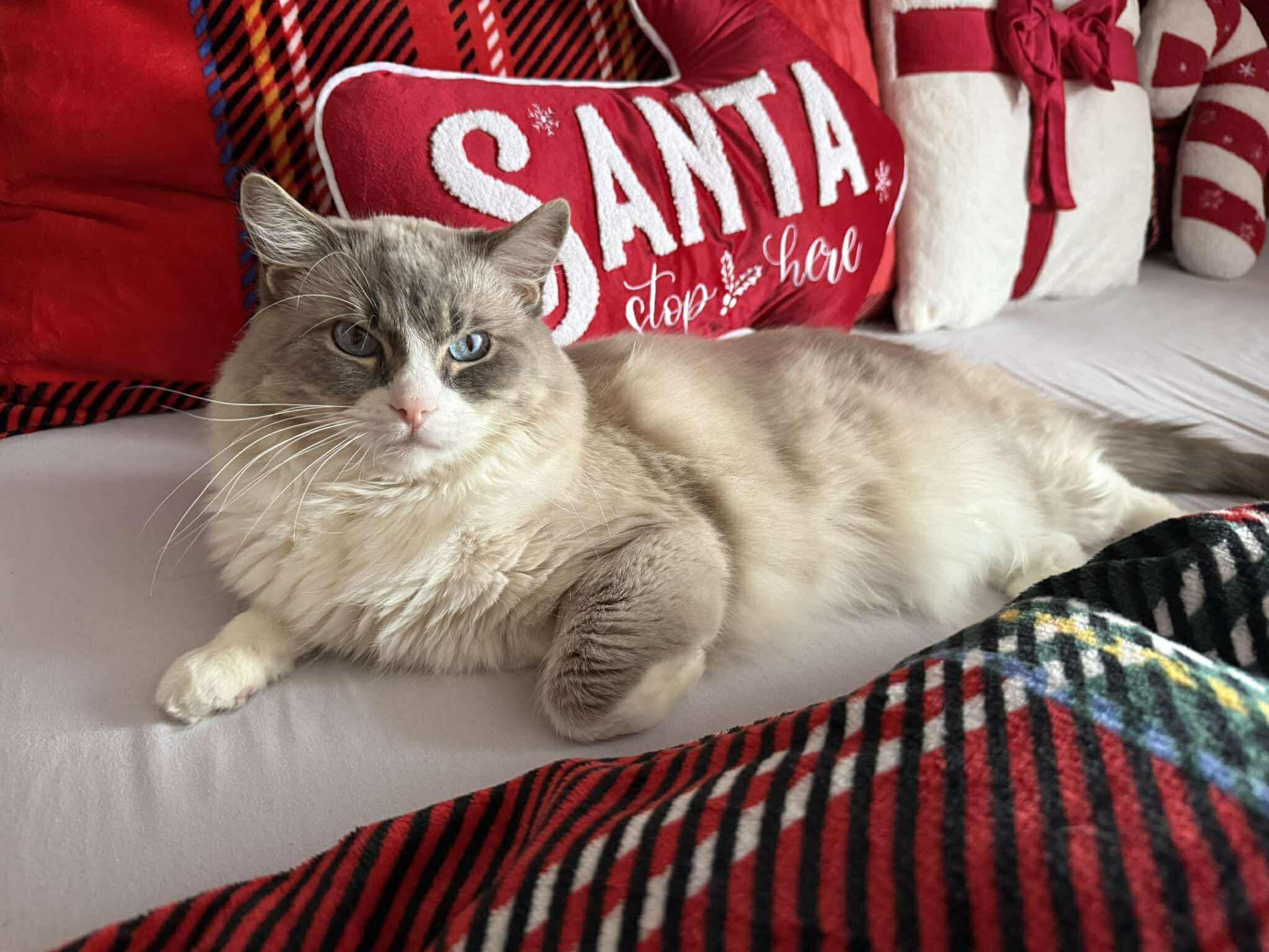 Naši odchovanci - Ragdoll koťata