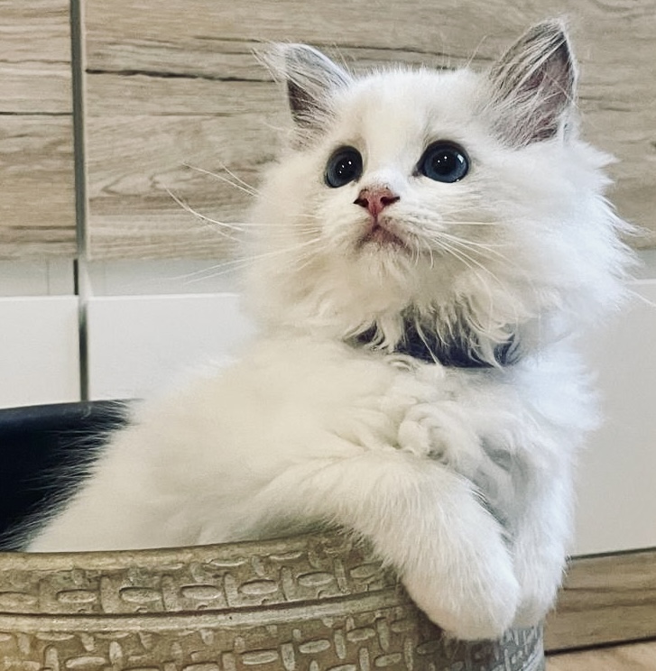 Ragdoll koťátko