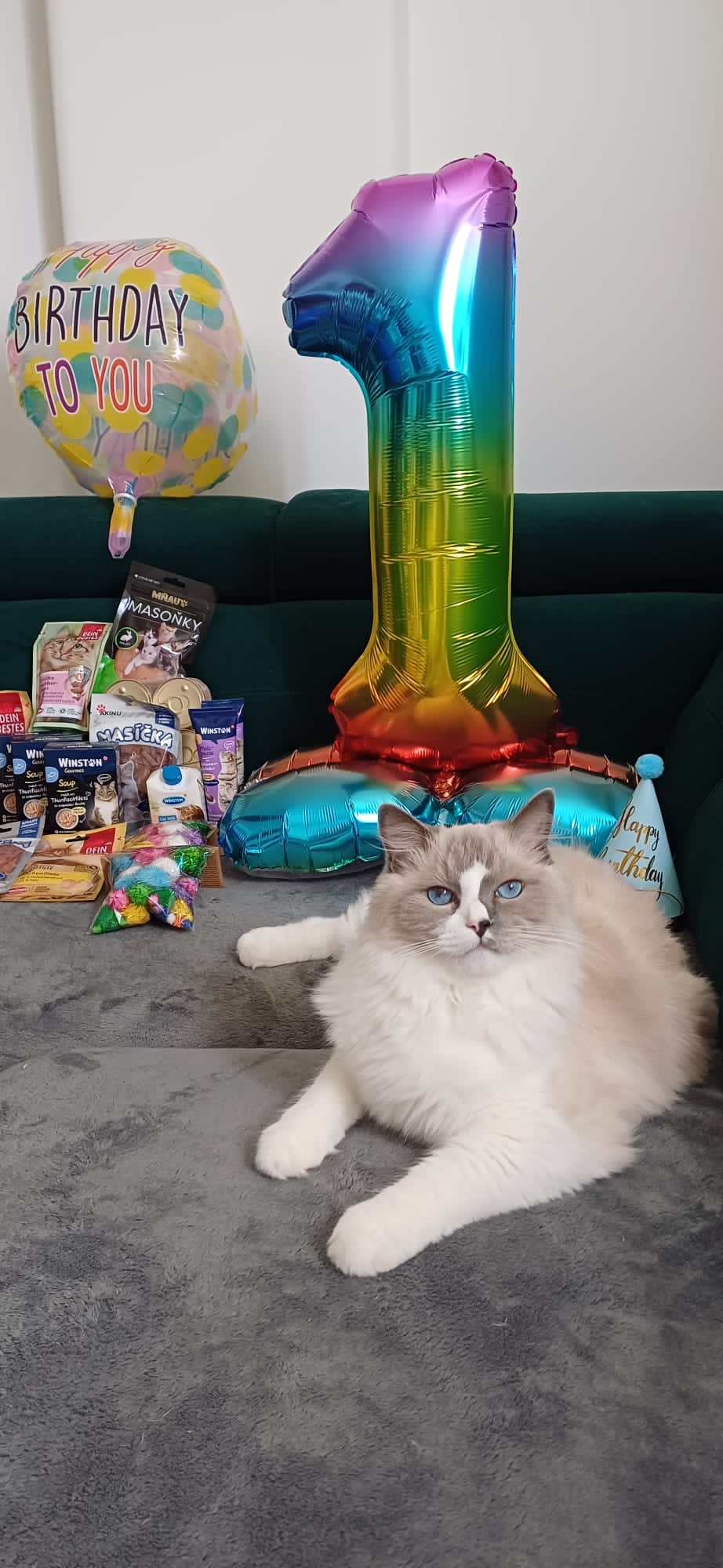 Ragdoll kočka s klidnou povahou