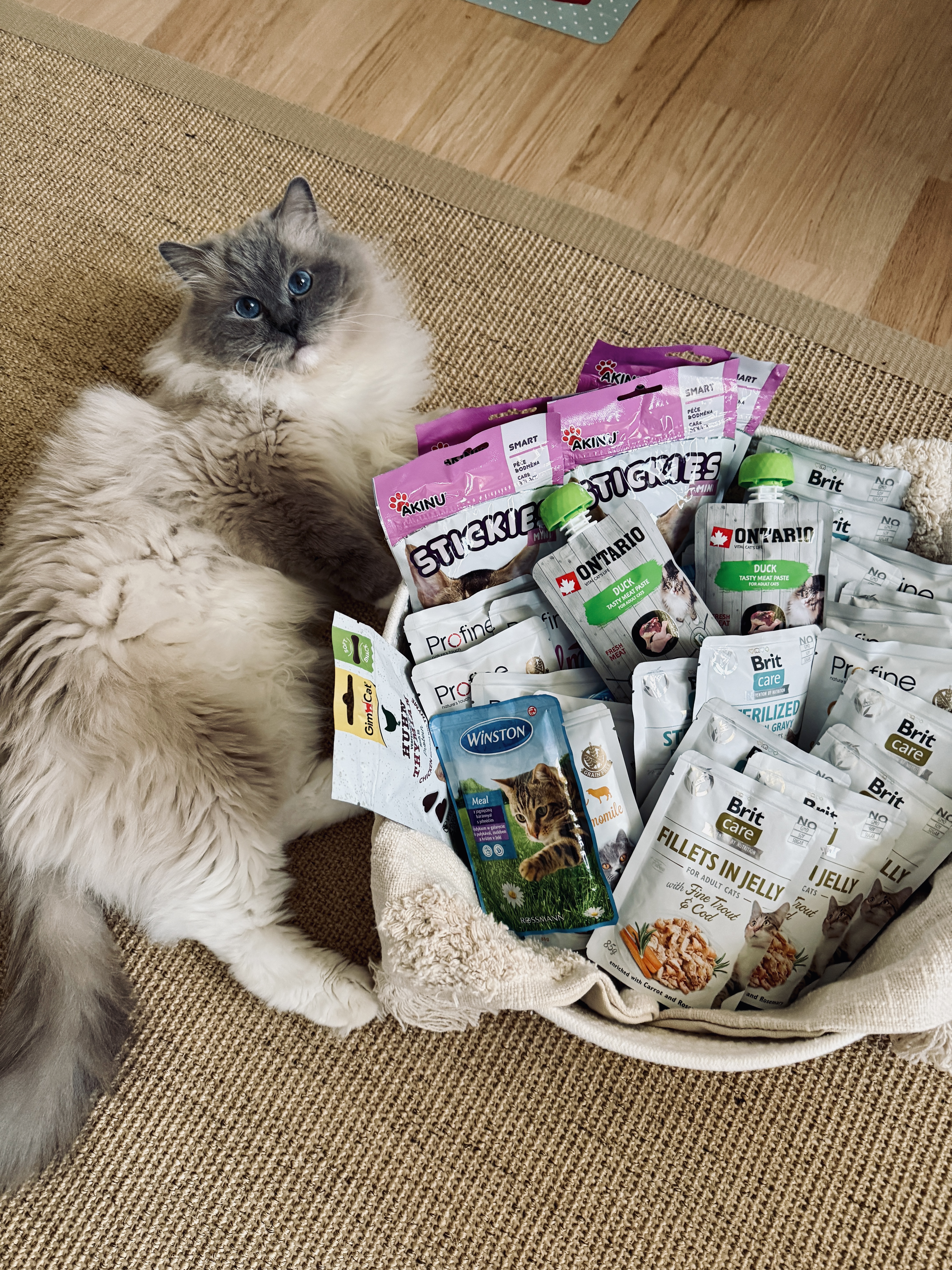 Ragdoll kočka u misky s krmivem