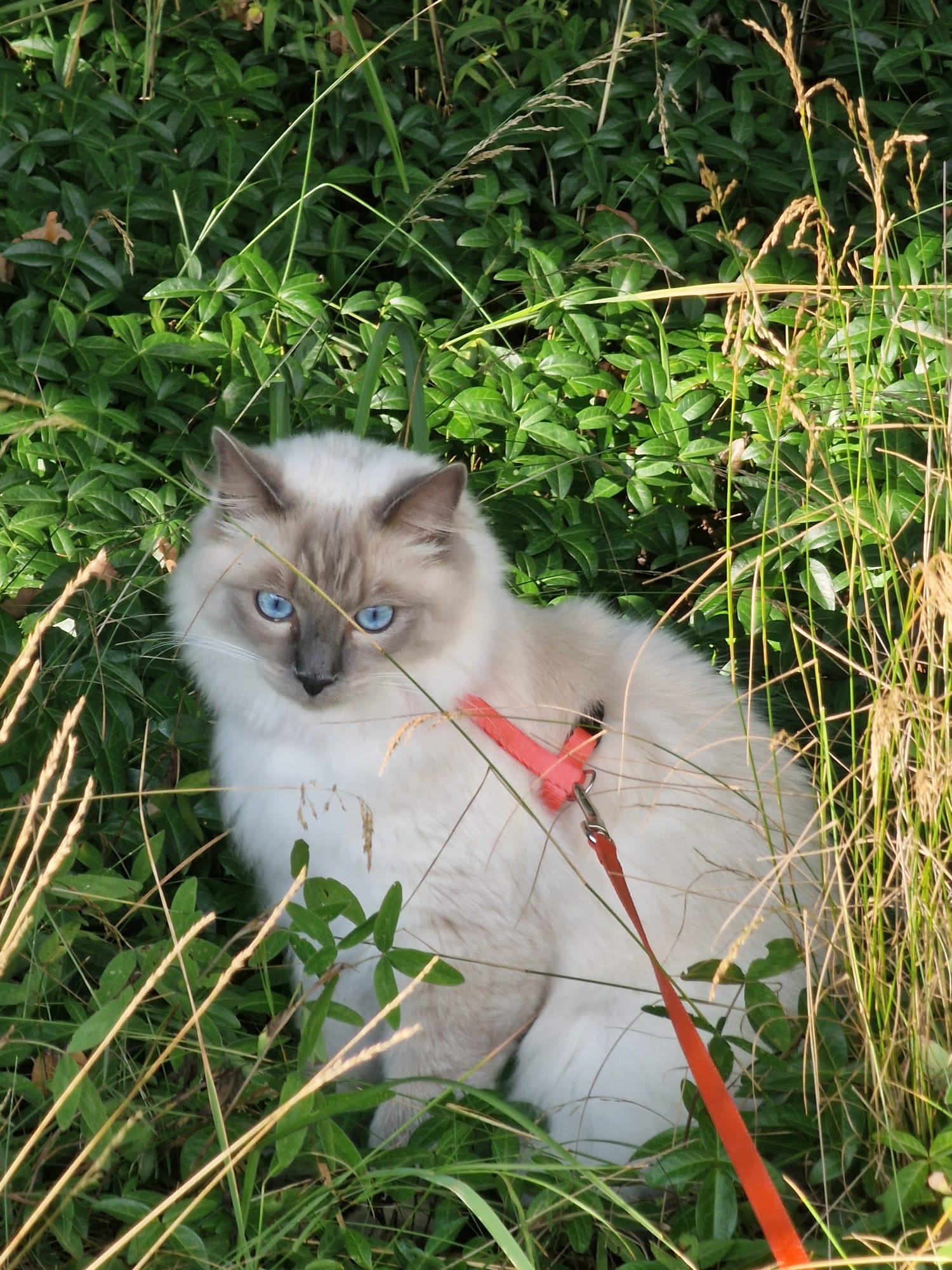 Ragdoll kočička na zahradě