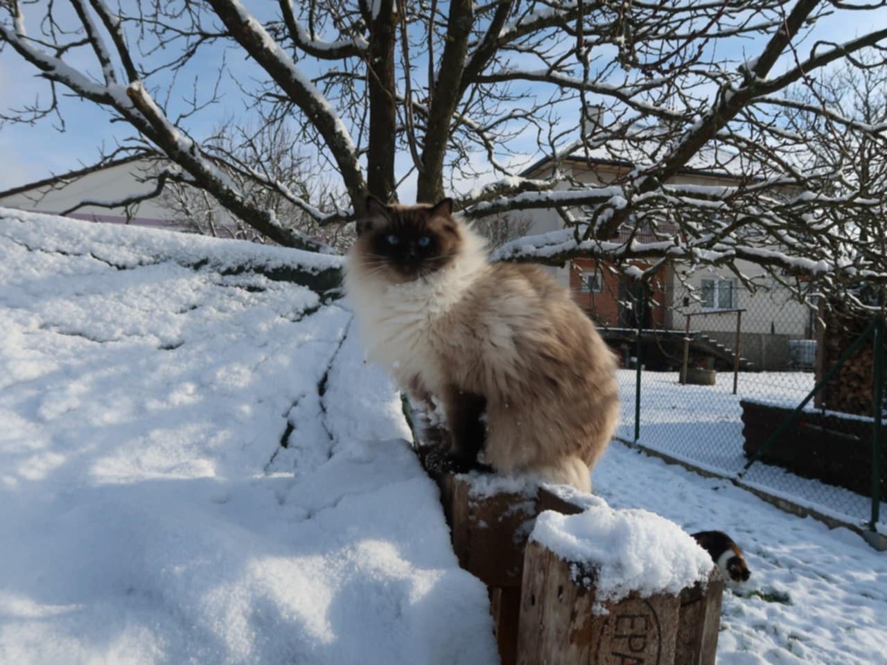 Ragdoll kotě