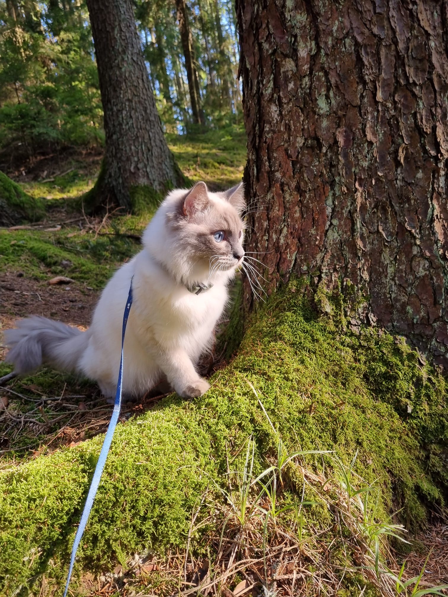 Ragdoll kočka na vodítku
