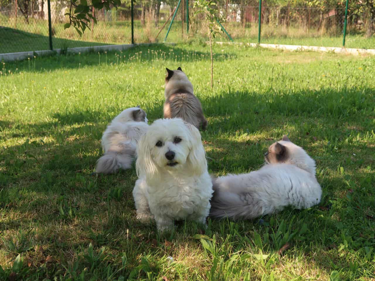Ragdoll se psem