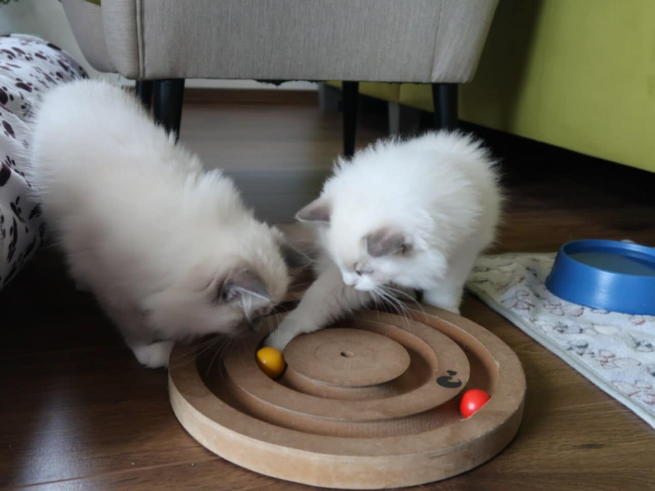 Ragdoll kotě při hře