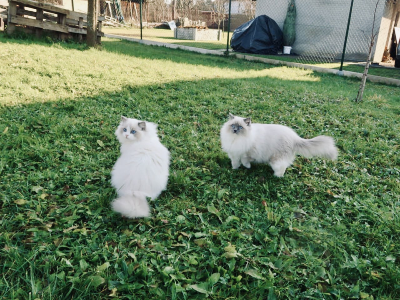 Ragdoll kotě doma